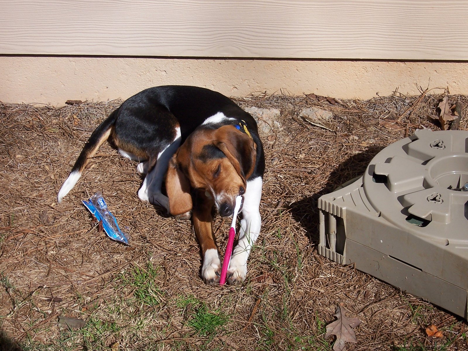 Beagle: The Food-Motivated Nibbler (image credits: wikimedia)