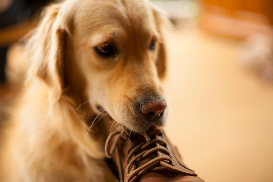 Understanding the Why Behind the Chew (image credits: unsplash)
