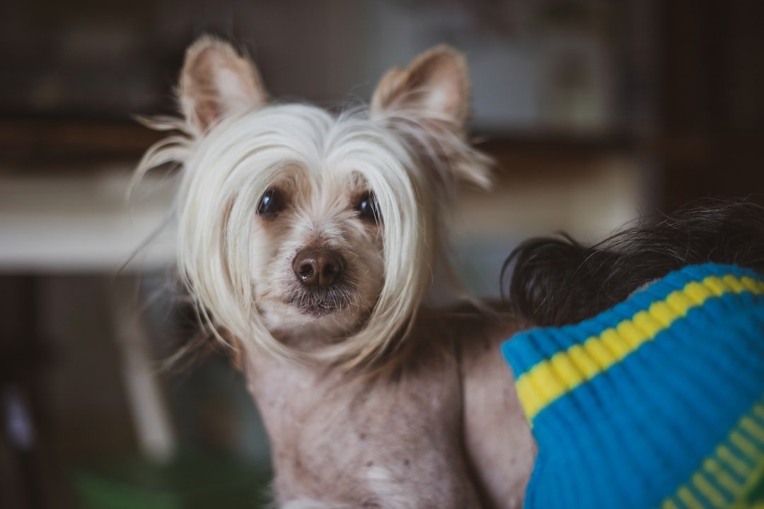 Chinese Crested (image credits: unsplash)