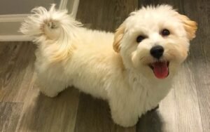 12 Dog Breeds That Are Surprisingly Demanding Despite Their Size