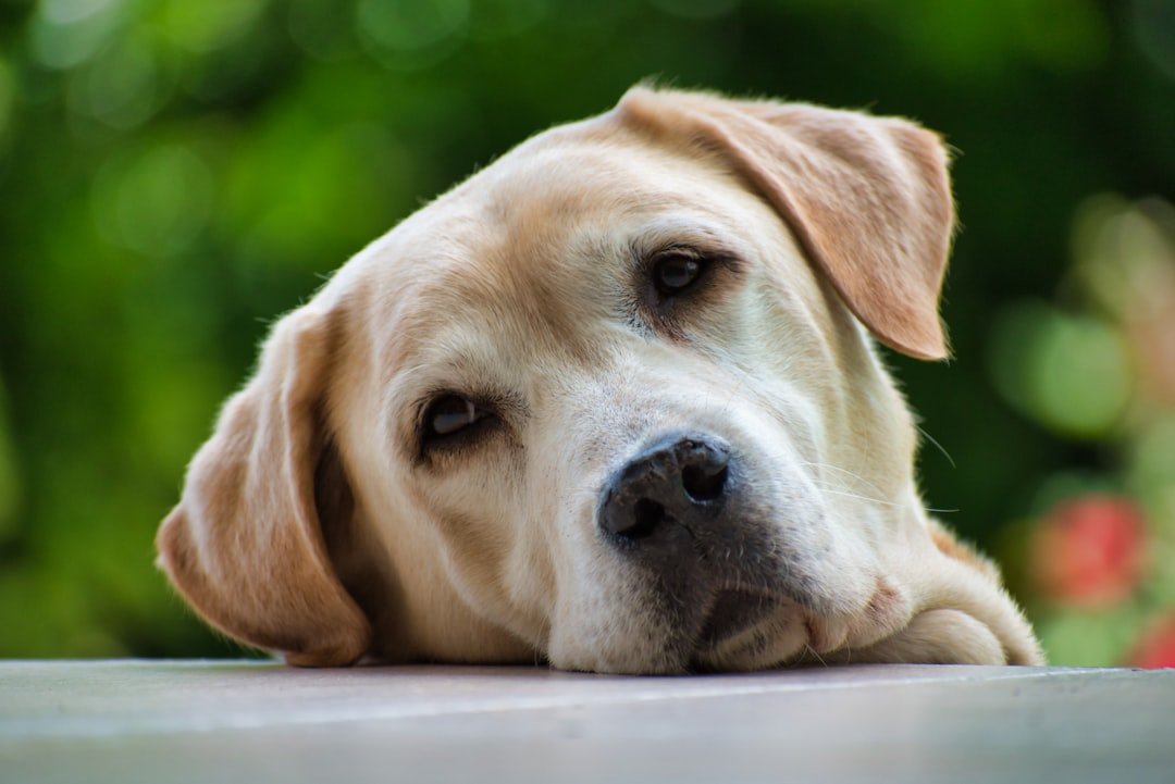 They Can Literally Smell Your Stress (image credits: unsplash)