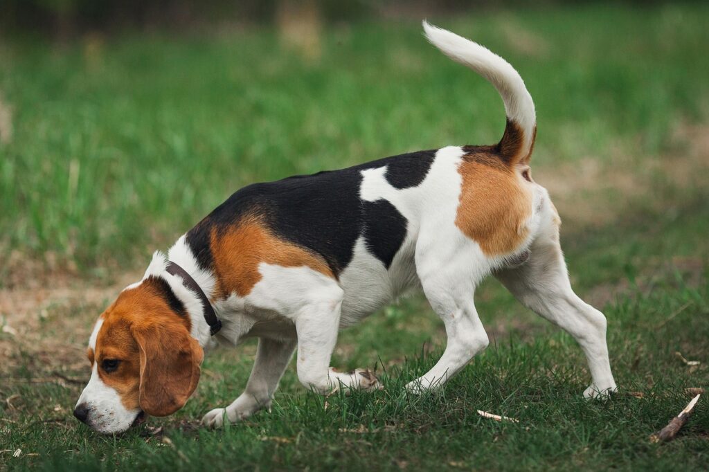 Beagle: The Nose That Never Rests