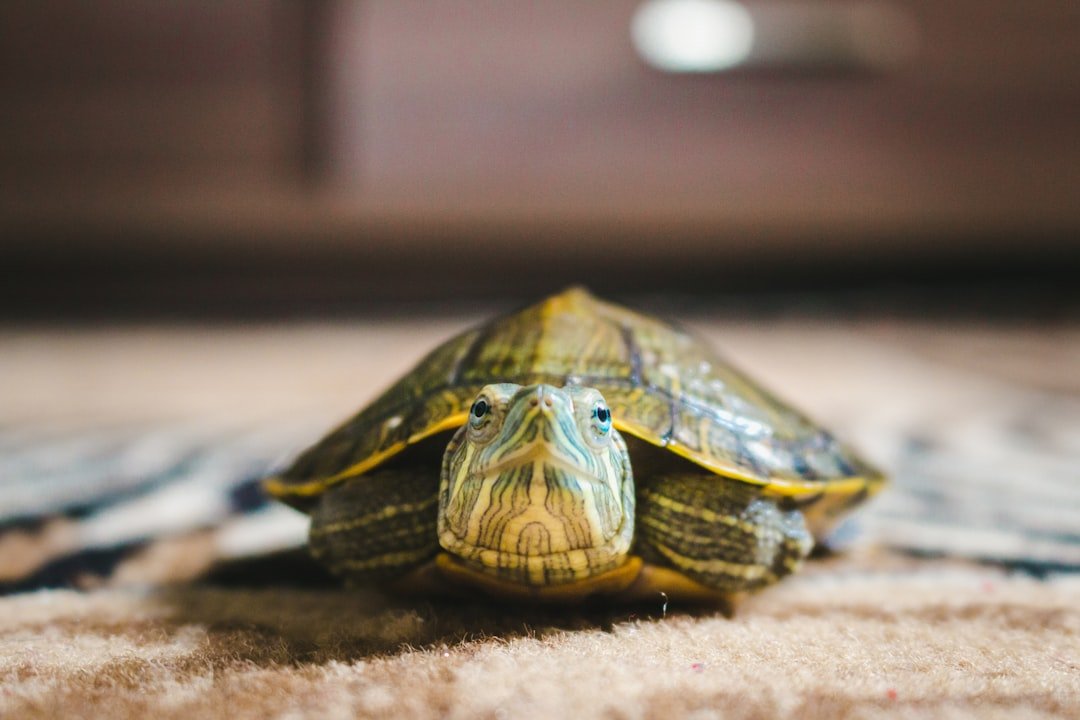 Seasonal Changes Affect Their Eating Habits (image credits: unsplash)
