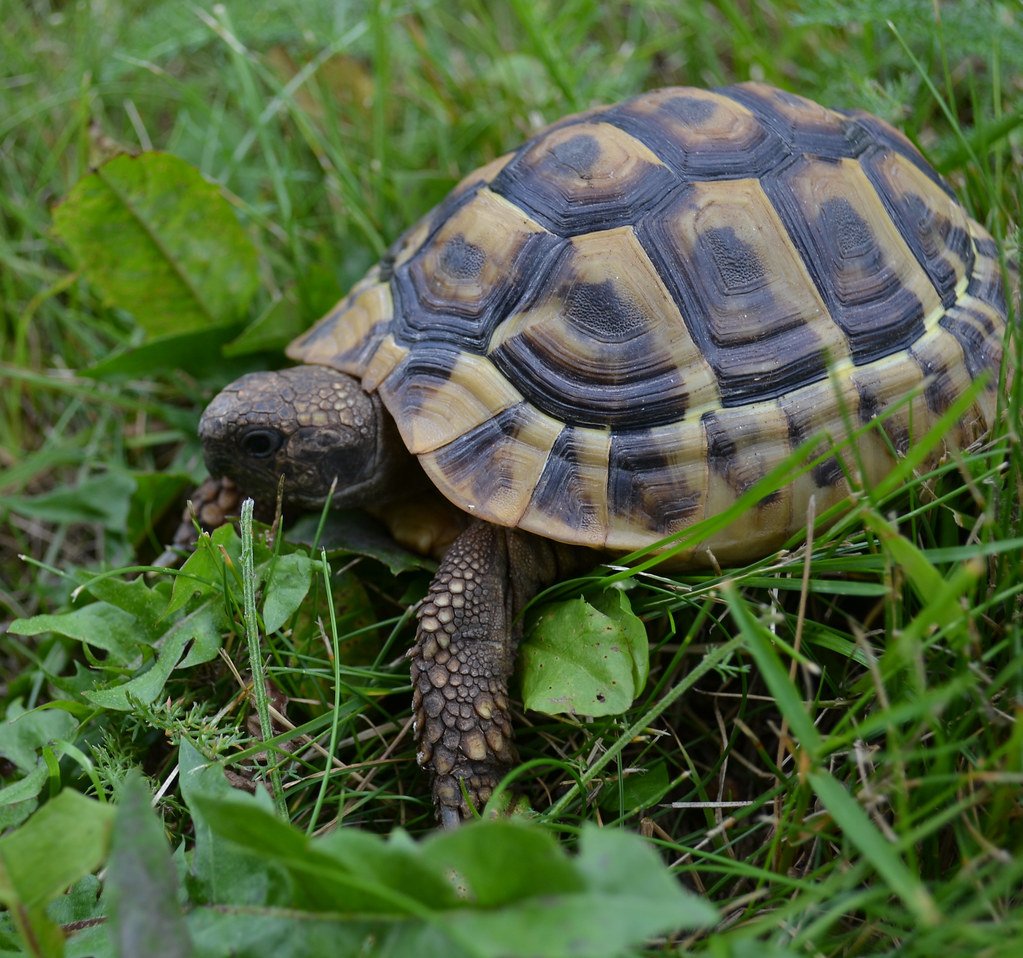 Diet Boredom Is Real for Turtles Too (image credits: flickr)