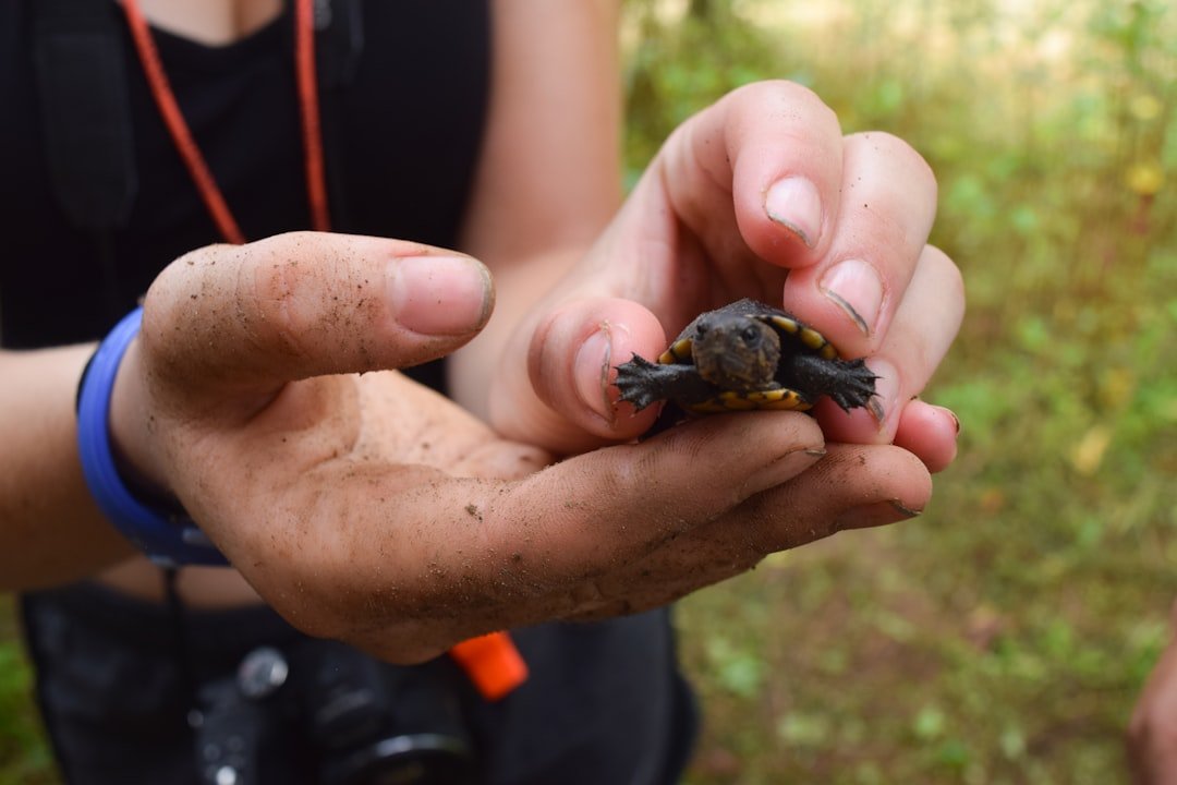 Simple Solutions to Get Your Turtle Eating Again (image credits: unsplash)