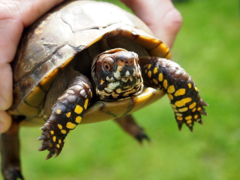 Why Your Pet Turtle Might Be Refusing to Eat - And How to Help