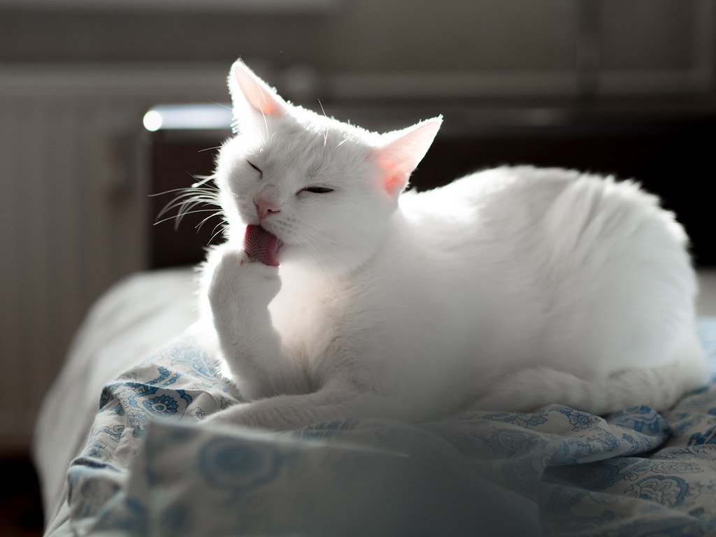 The Organized Feline: House Cats (image credits: flickr)