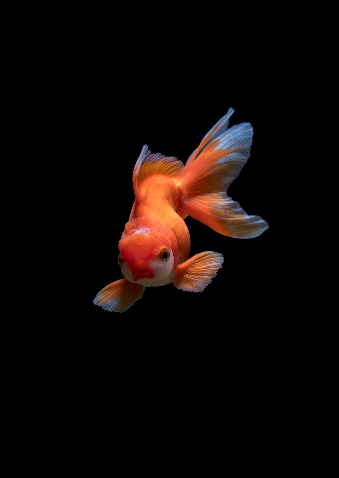 Peaceful Companions: Fish (image credits: unsplash)