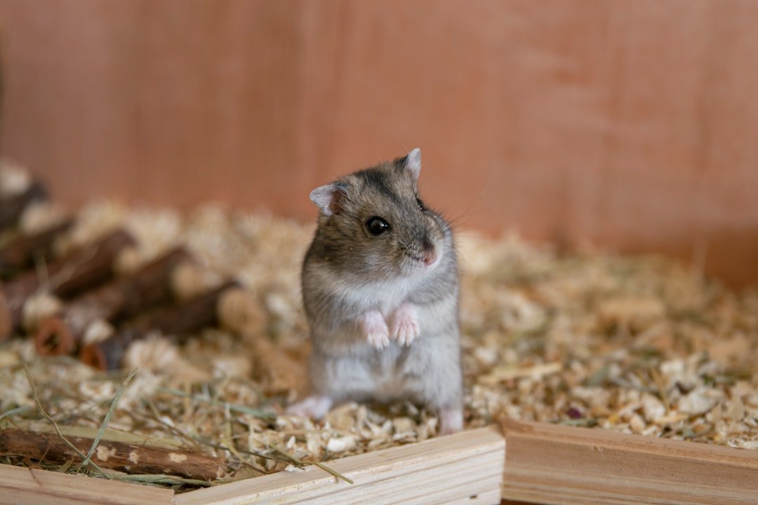 Intelligent Observers: Hamsters (image credits: unsplash)
