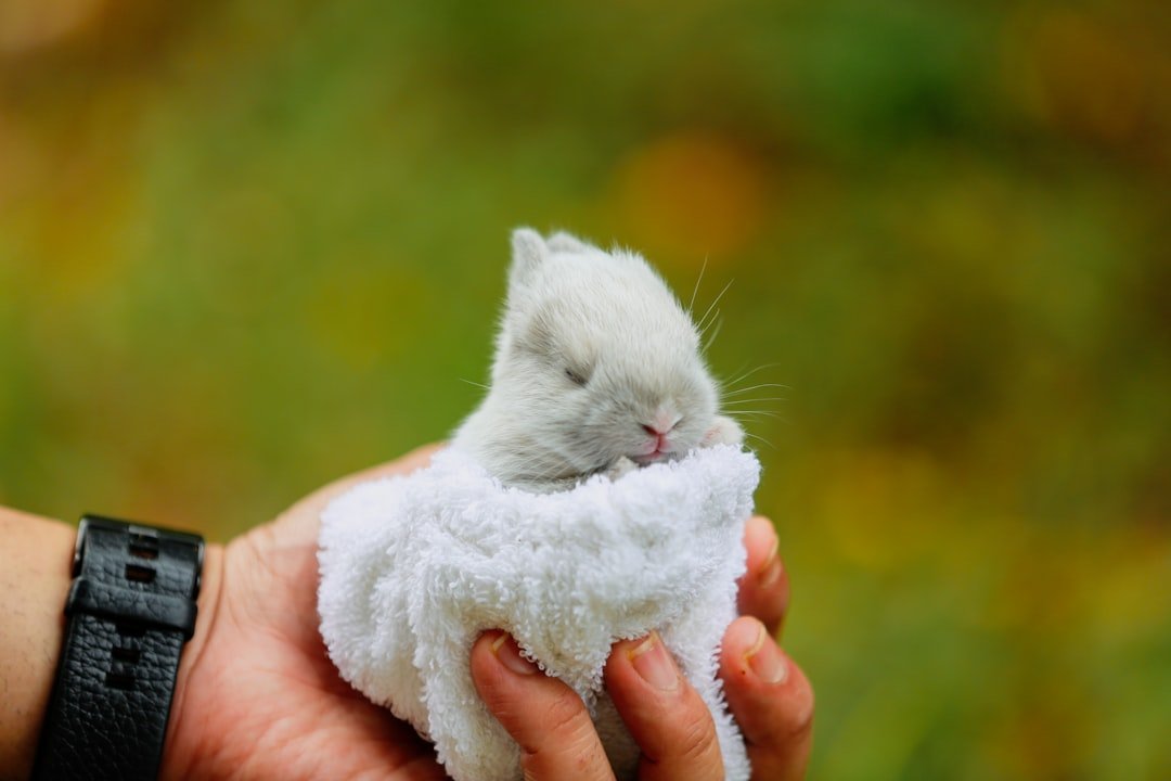 Gentle Souls: Rabbits (image credits: unsplash)