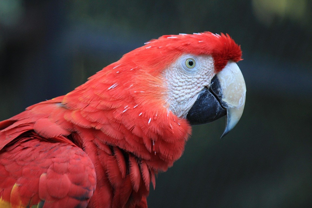 Peaceful Observers: Birds (image credits: pixabay)