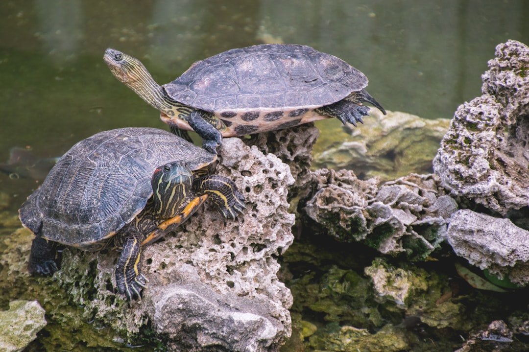 Systematic Workers: Turtles (image credits: unsplash)