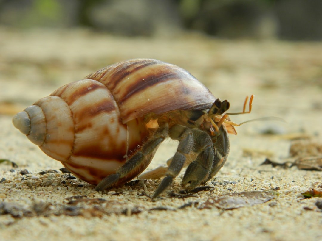 Quiet Helpers: Hermit Crabs (image credits: unsplash)