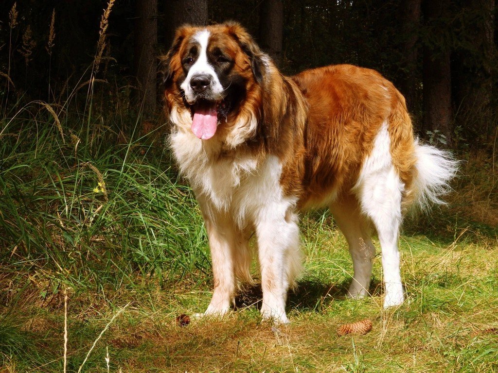 Saint Bernards and Their Frighteningly Short Lifespans (image credits: rawpixel)