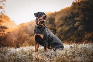 Rottweilers: Cancer Magnets That Break Hearts
