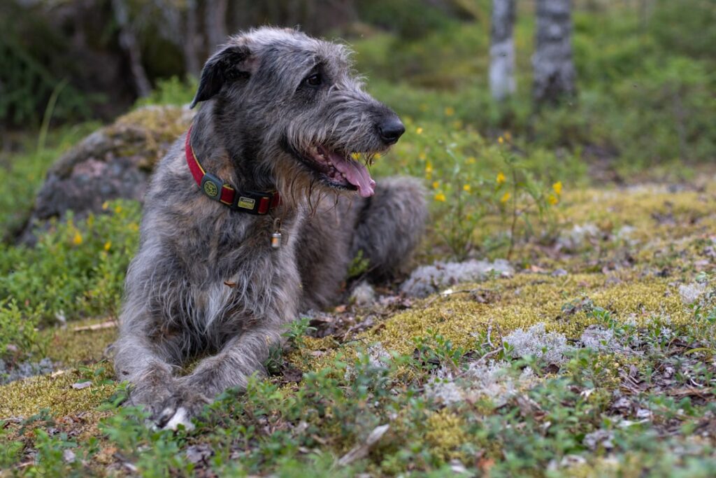 Irish Wolfhounds: Giants With Giant Veterinary Bills
