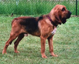 Bloodhounds: Ears That Harbor Hidden Dangers (image credits: By Claudia Krebs, modyfikacja Pleple2000, CC BY-SA 3.0, https://commons.wikimedia.org/w/index.php?curid=830361)