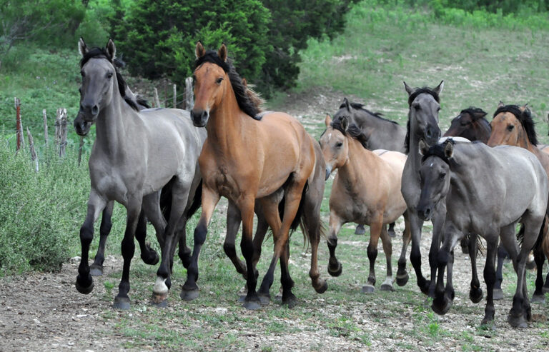 8 Important Factors To Keep In Mind When Owning a Mustang Horse