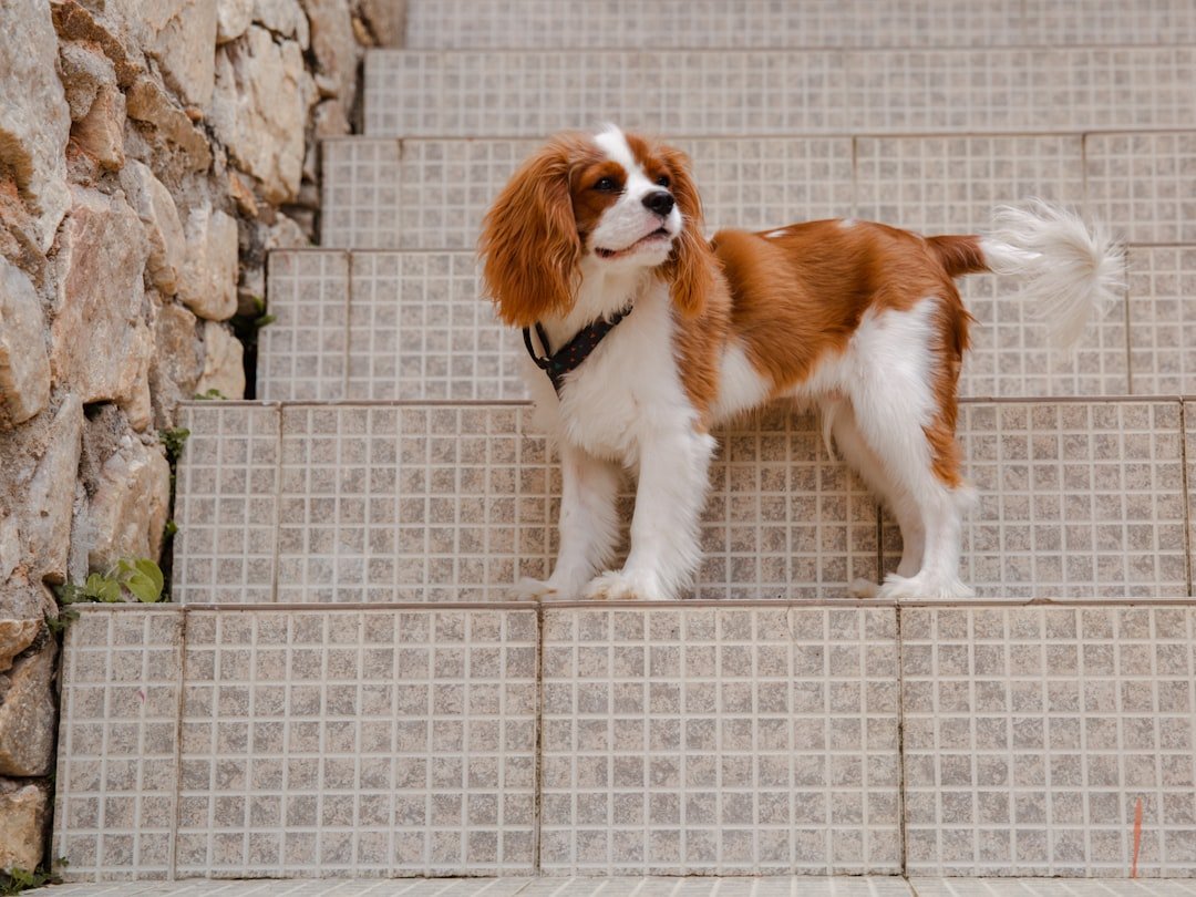 Cavalier King Charles Spaniel: The Gentle Royal Baby (image credits: unsplash)