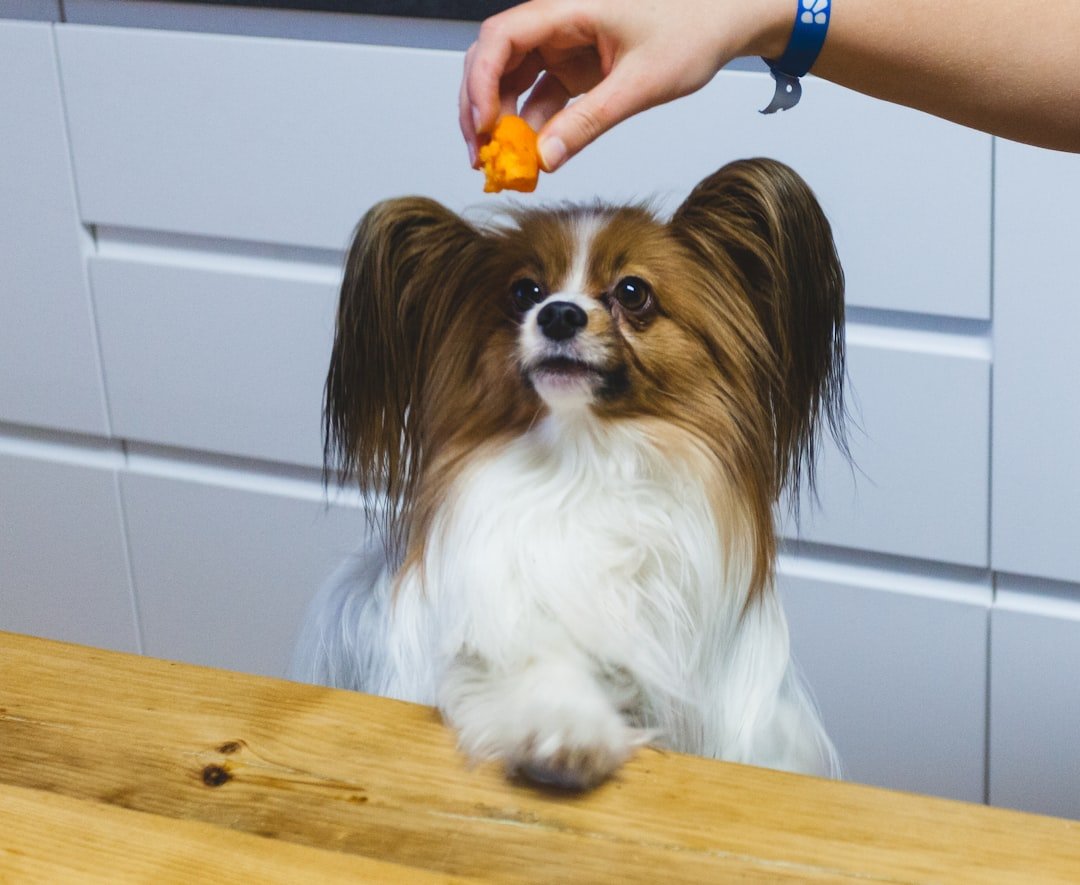 Papillon: The Butterfly-Eared Baby (image credits: unsplash)