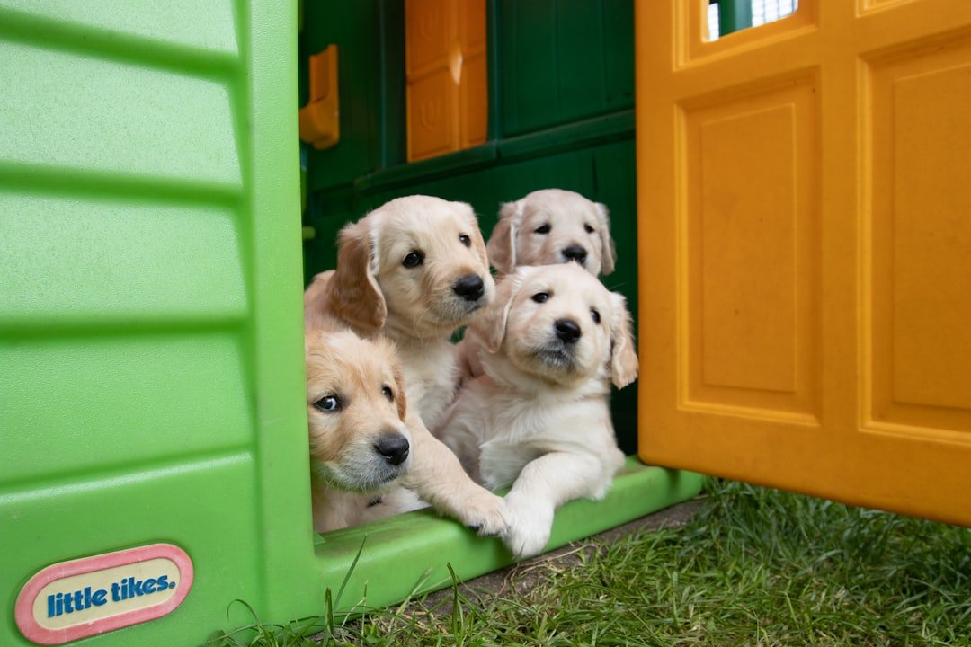 Am I Prepared for the Puppy Phase Chaos? (image credits: unsplash)