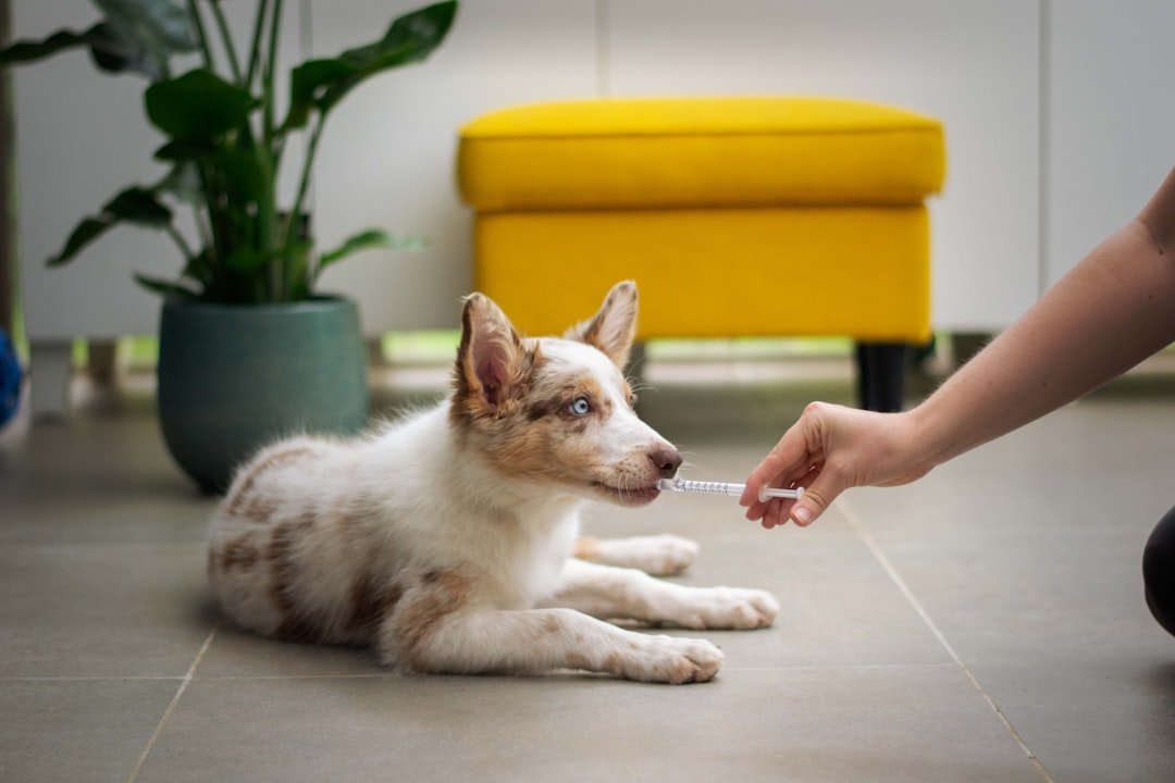 What's My Plan for Veterinary Care? (image credits: unsplash)