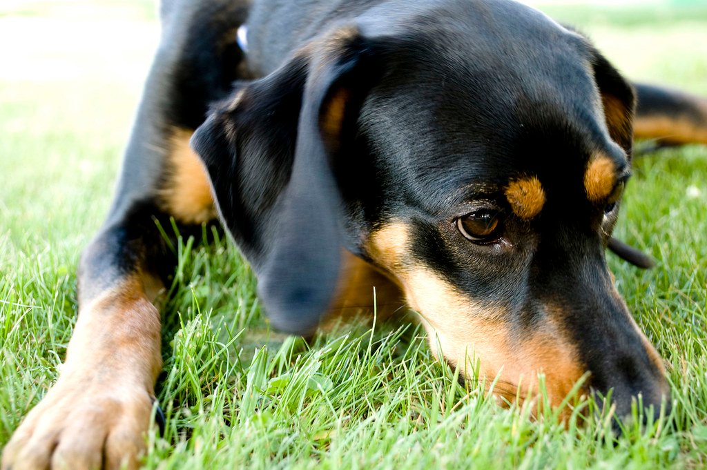 Puppy Exercise Requires Special Attention (image credits: flickr)