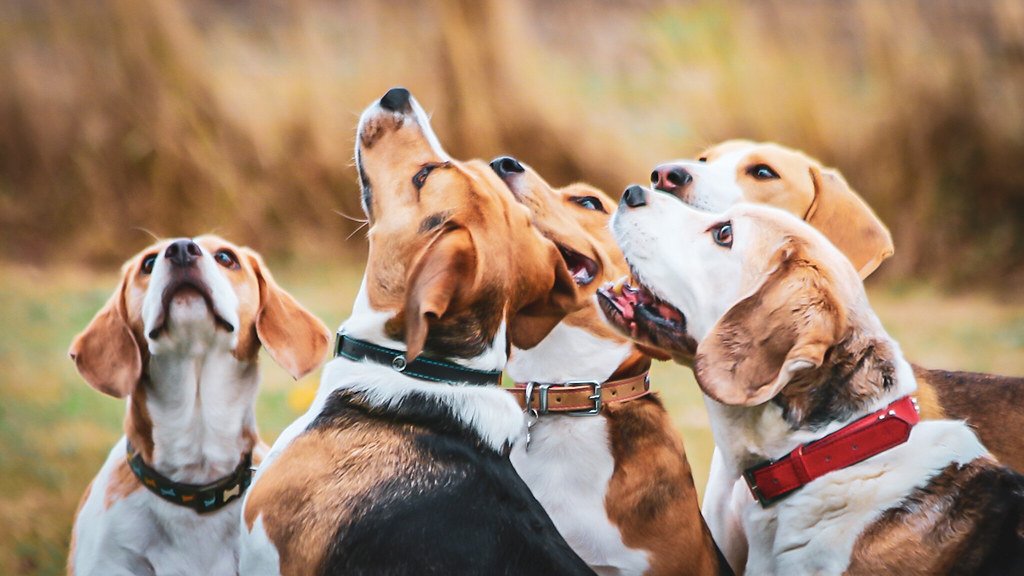You're Naturally Social and Pack-Minded (image credits: flickr)