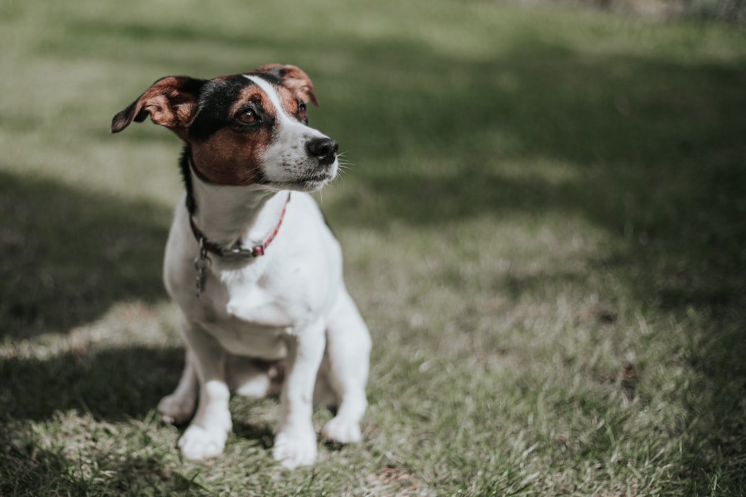 Grooming and Care Are Surprisingly Manageable (image credits: unsplash)