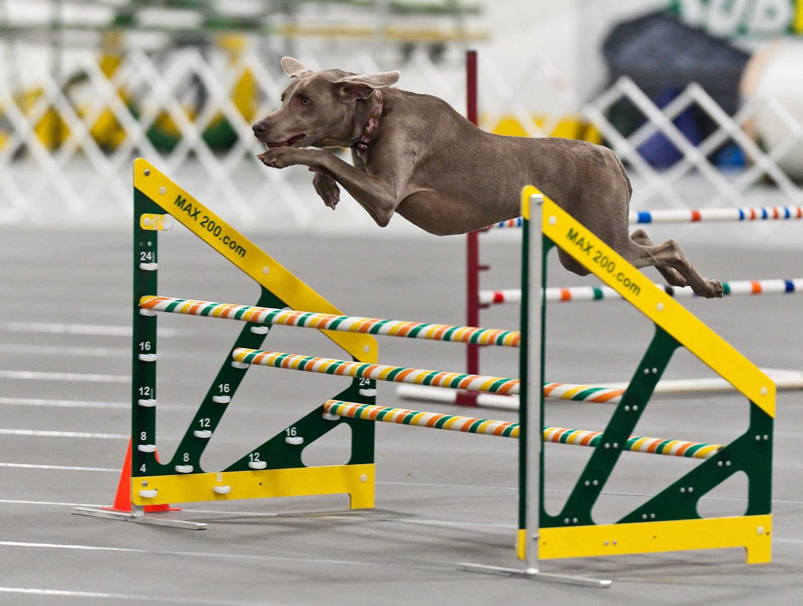 Weimaraner: The Gray Ghost (image credits: wikimedia)