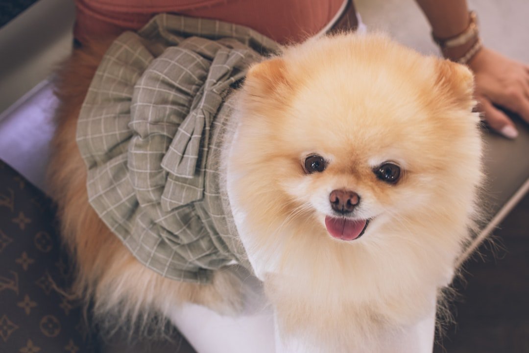 Pomeranian: The Fluffy Diva (image credits: unsplash)