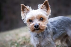 Yorkshire Terrier: The Tiny Aristocrat