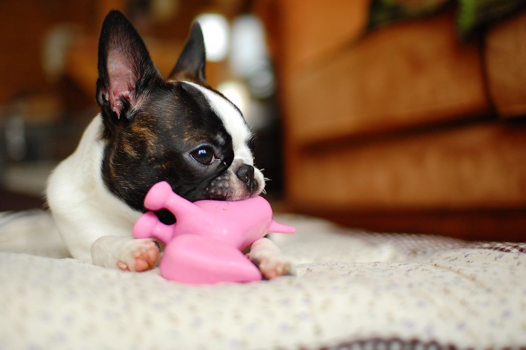 Boston Terrier: The Gentleman with Attitude (image credits: flickr)