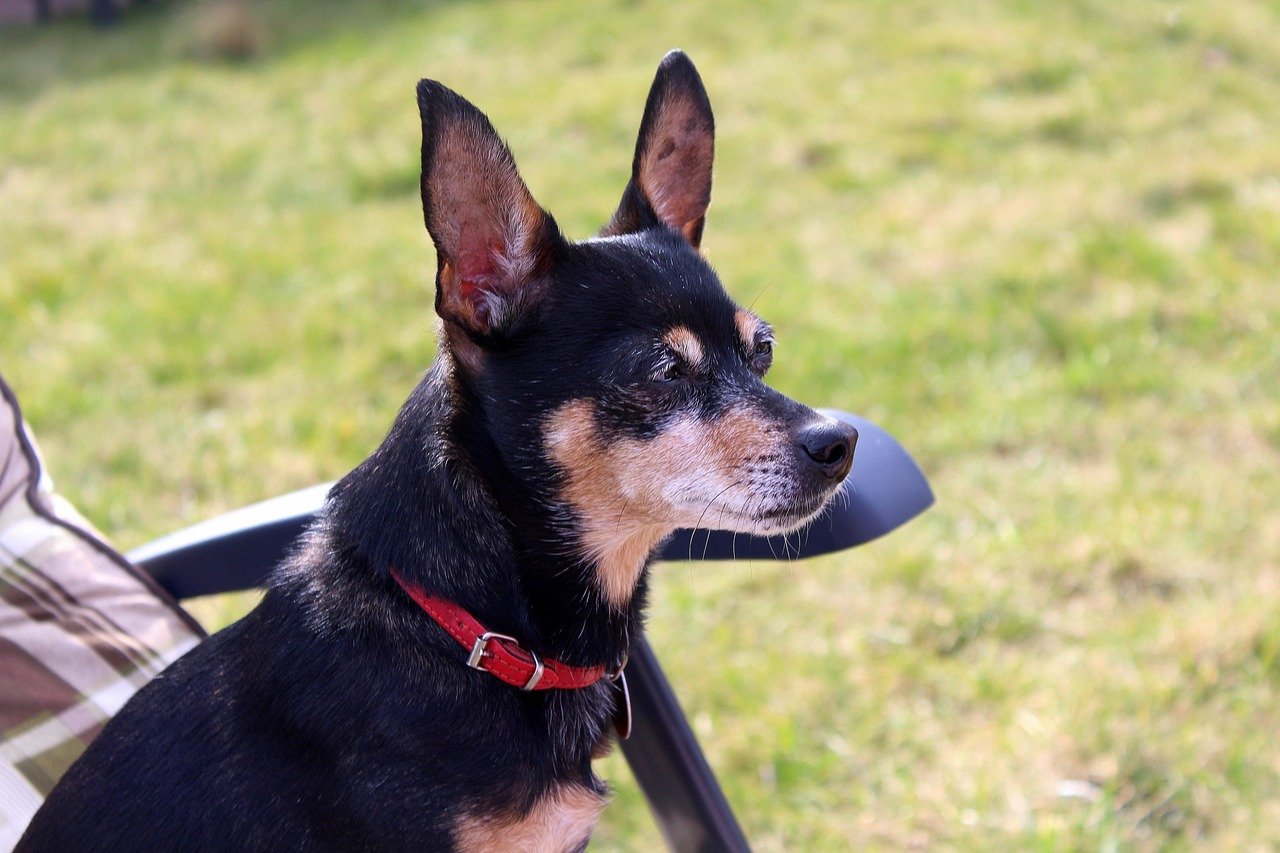Miniature Pinscher: The Pocket-Sized Security Guard (image credits: pixabay)