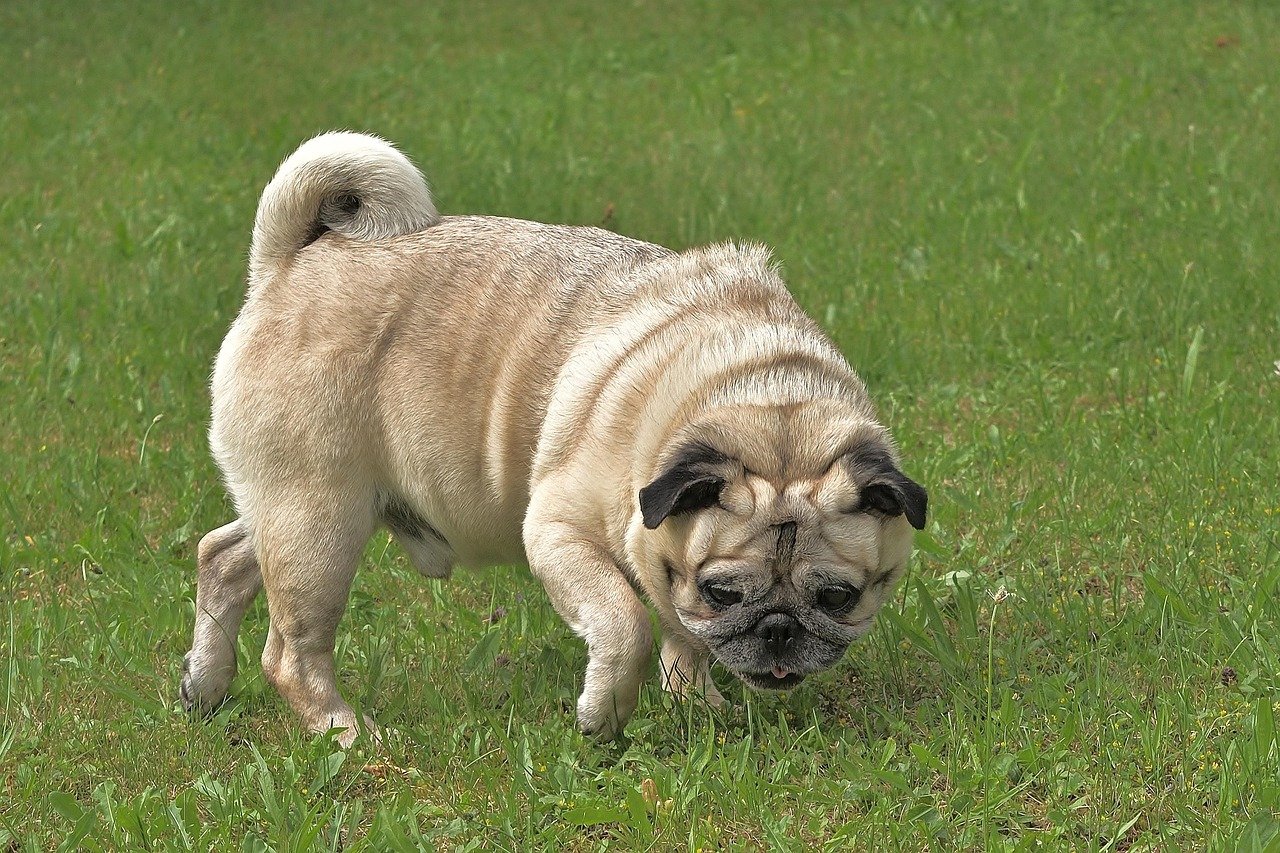 Pug: The Comedic Drama Queen (image credits: pixabay)