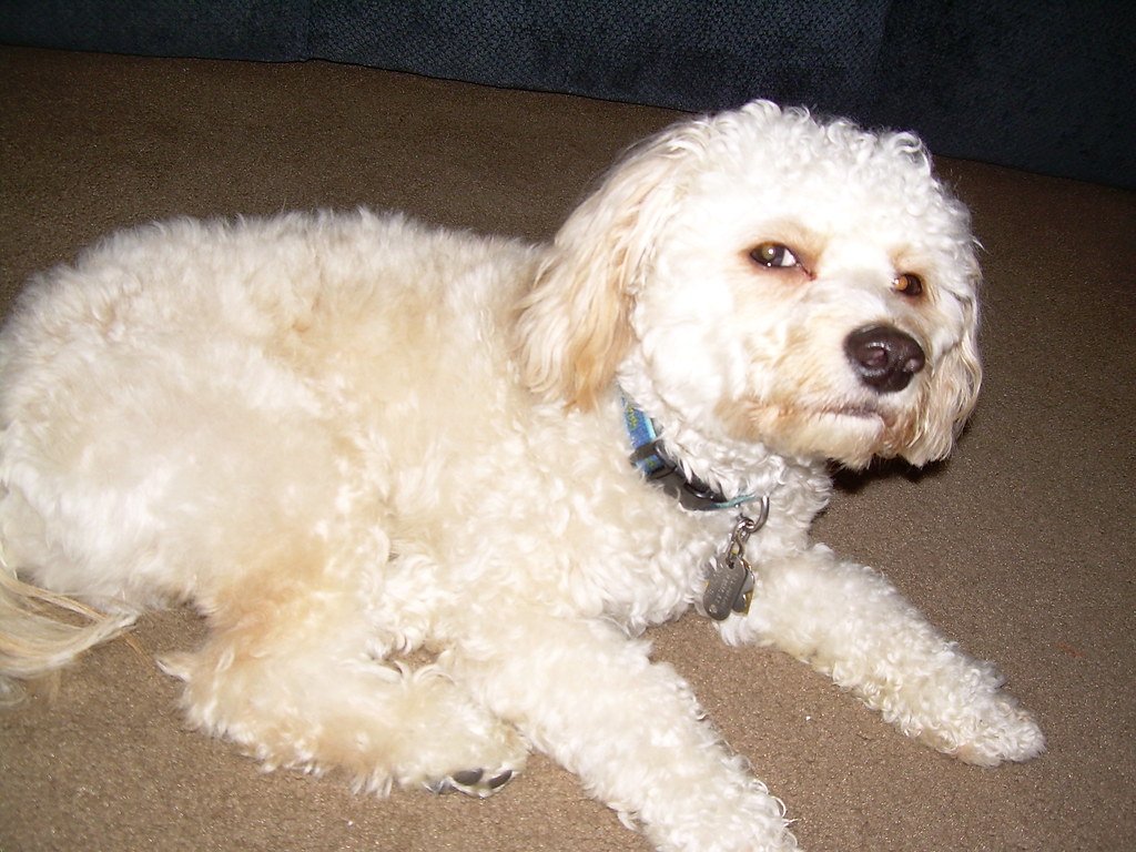 Goldendoodles and Labradoodles (image credits: flickr)