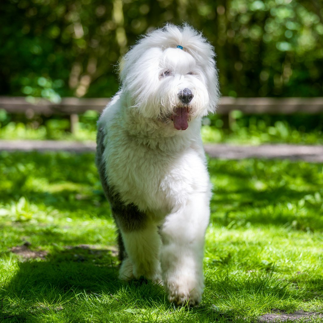 Old English Sheepdogs (image credits: unsplash)