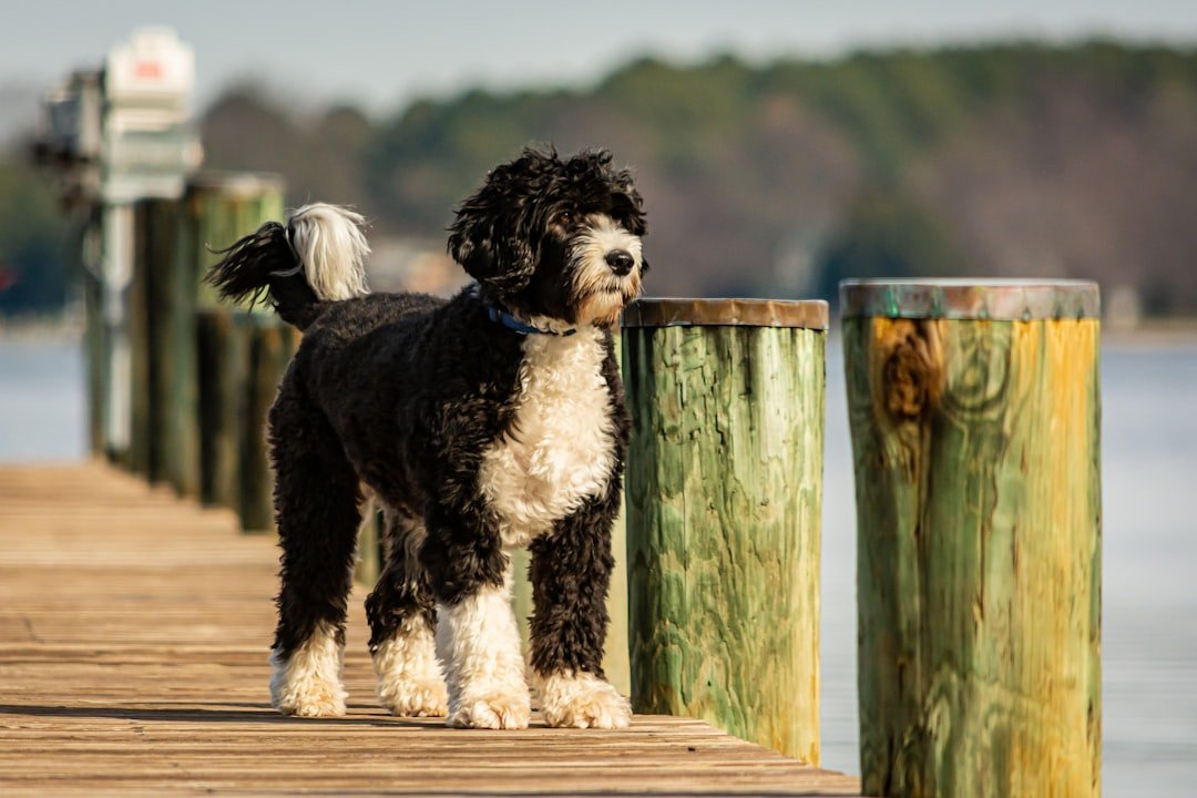 Portuguese Water Dogs (image credits: unsplash)
