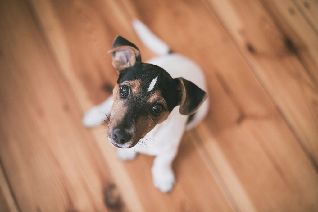 Behavioral Issues Often Stem from Unmet Needs (image credits: rawpixel)