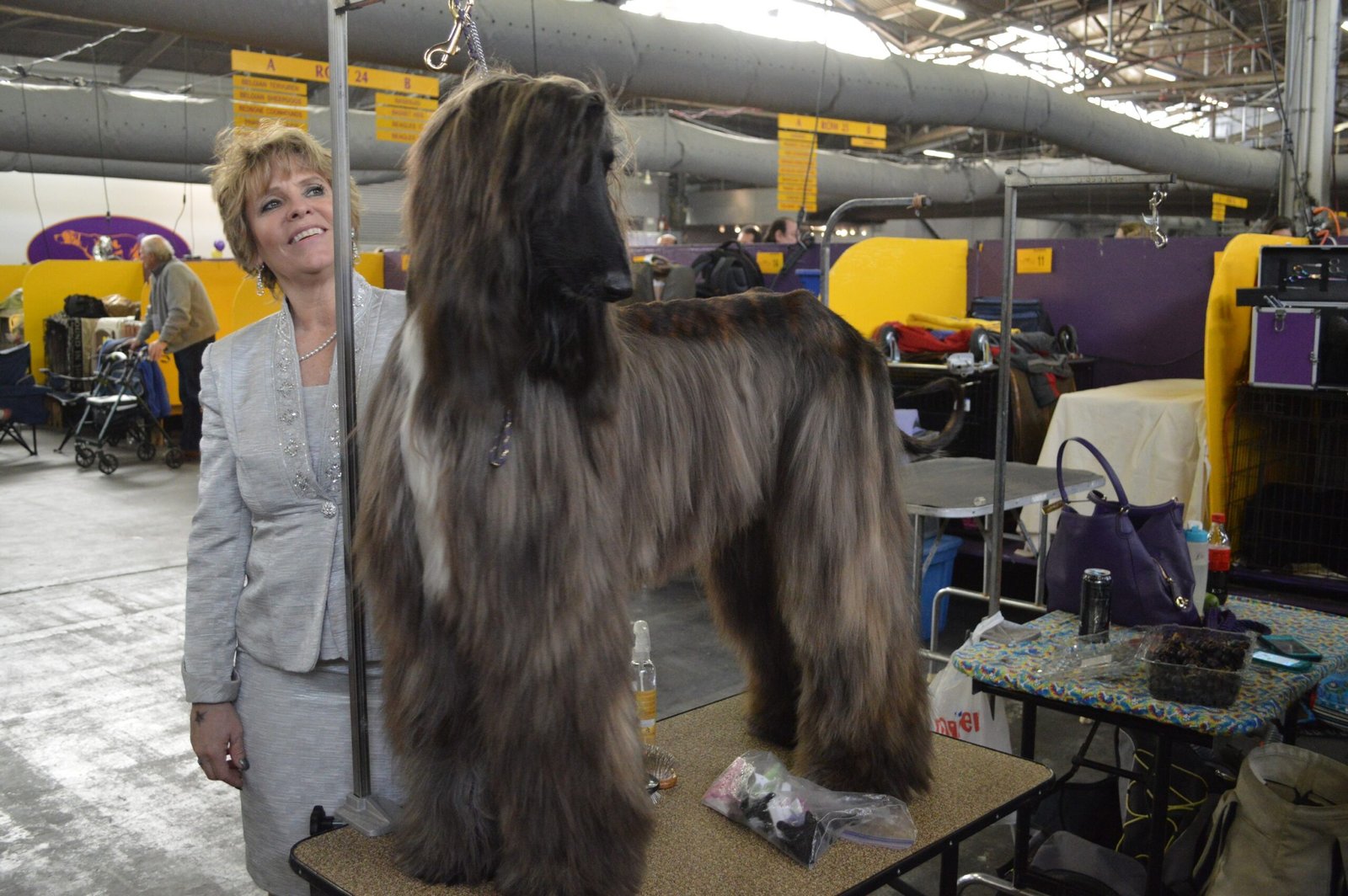 2. Afghan Hounds: Elegance Comes at a Price (image credits: wikimedia)