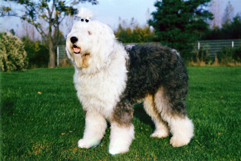 3. Old English Sheepdogs: Living with a Walking Carpet
