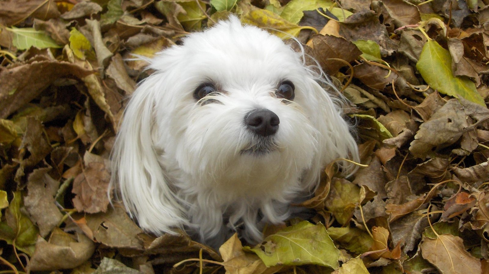 4. Maltese: Tiny Dogs with Giant Grooming Needs (image credits: wikimedia)