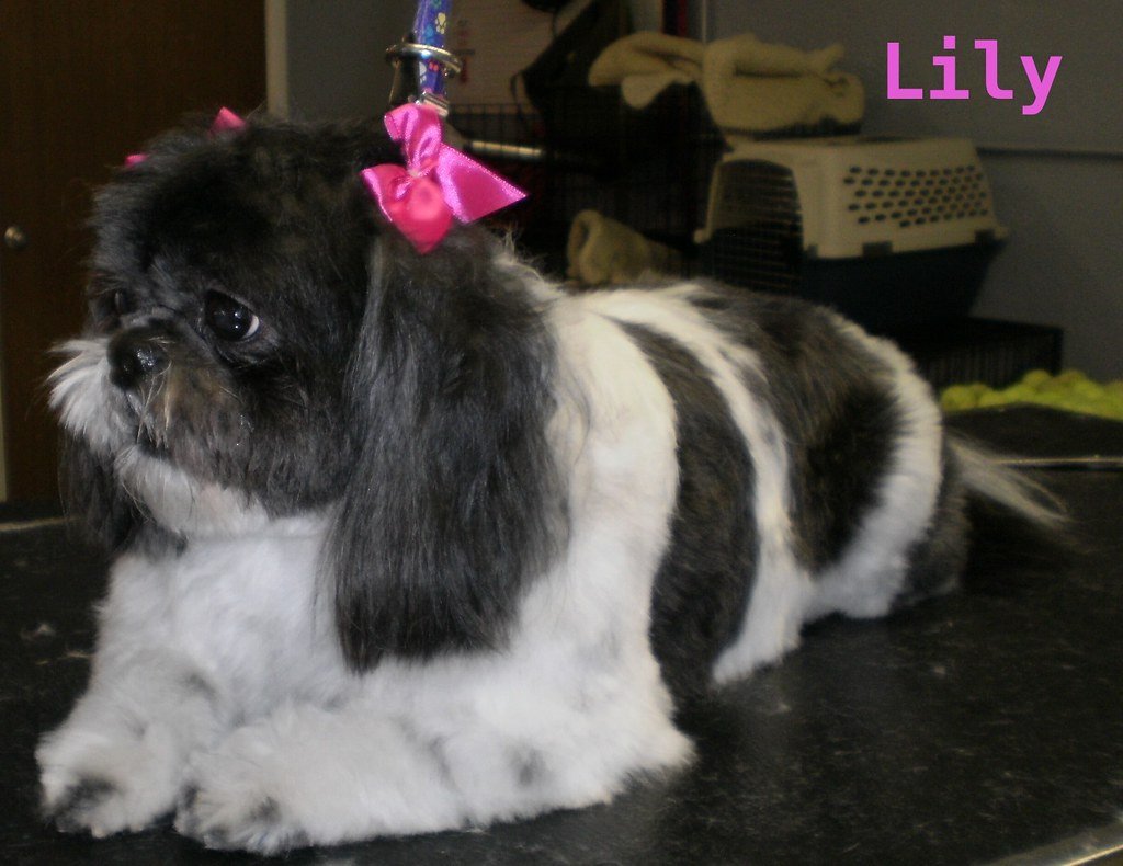 6. Shih Tzus: Royal Treatment Required (image credits: flickr)