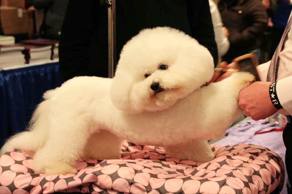 7. Bichon Frises: Fluffy Clouds with Big Needs (image credits: flickr)