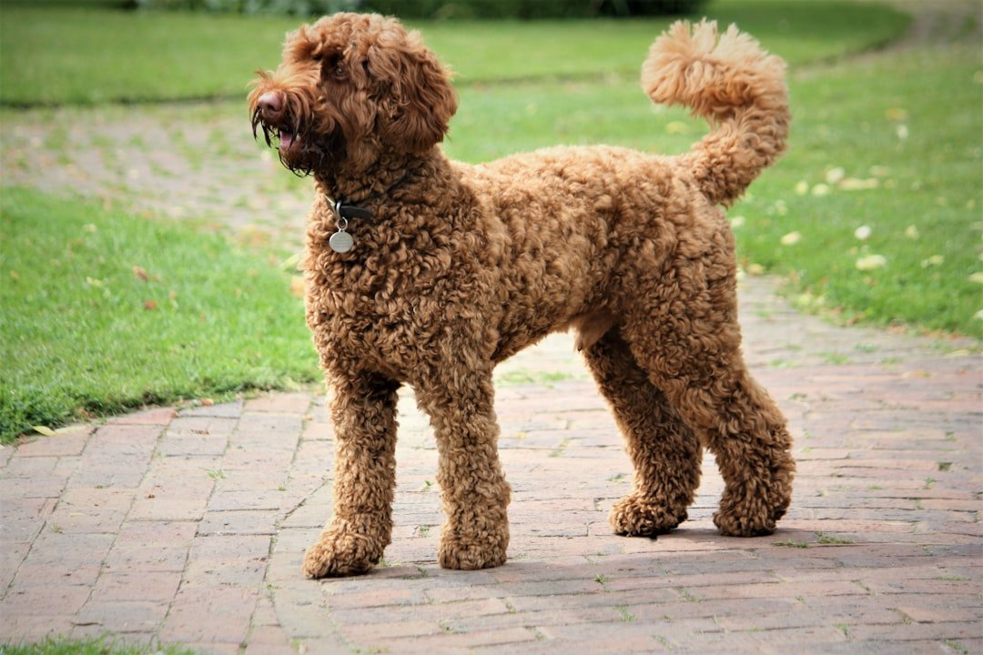 10. Labradoodles: The Grooming Surprise (image credits: unsplash)