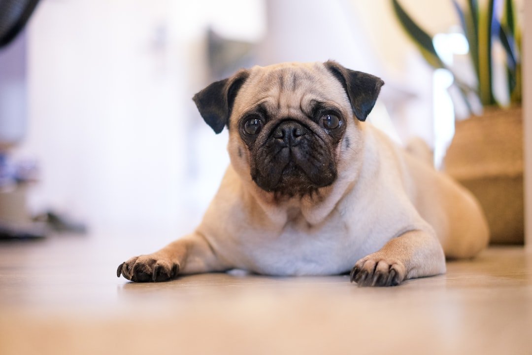 Pugs - The Seizure and Suffering Specialists (image credits: unsplash)