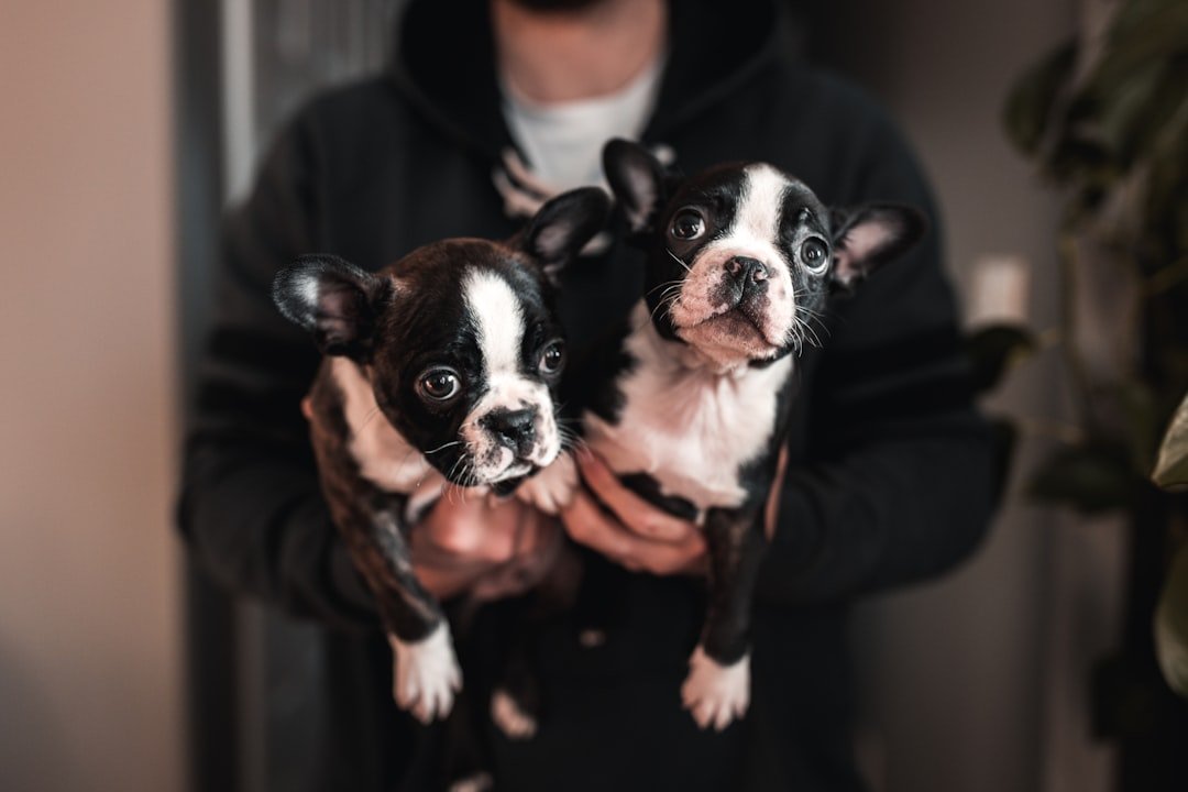 Micro Bullies - The Designer Dog Disaster (image credits: unsplash)