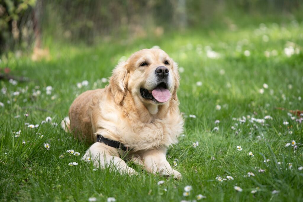 2. Golden Retriever - The Perpetual Optimist