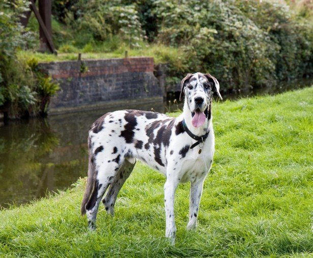 5. Great Dane - The Elegant Sweetheart (image credits: wikimedia)