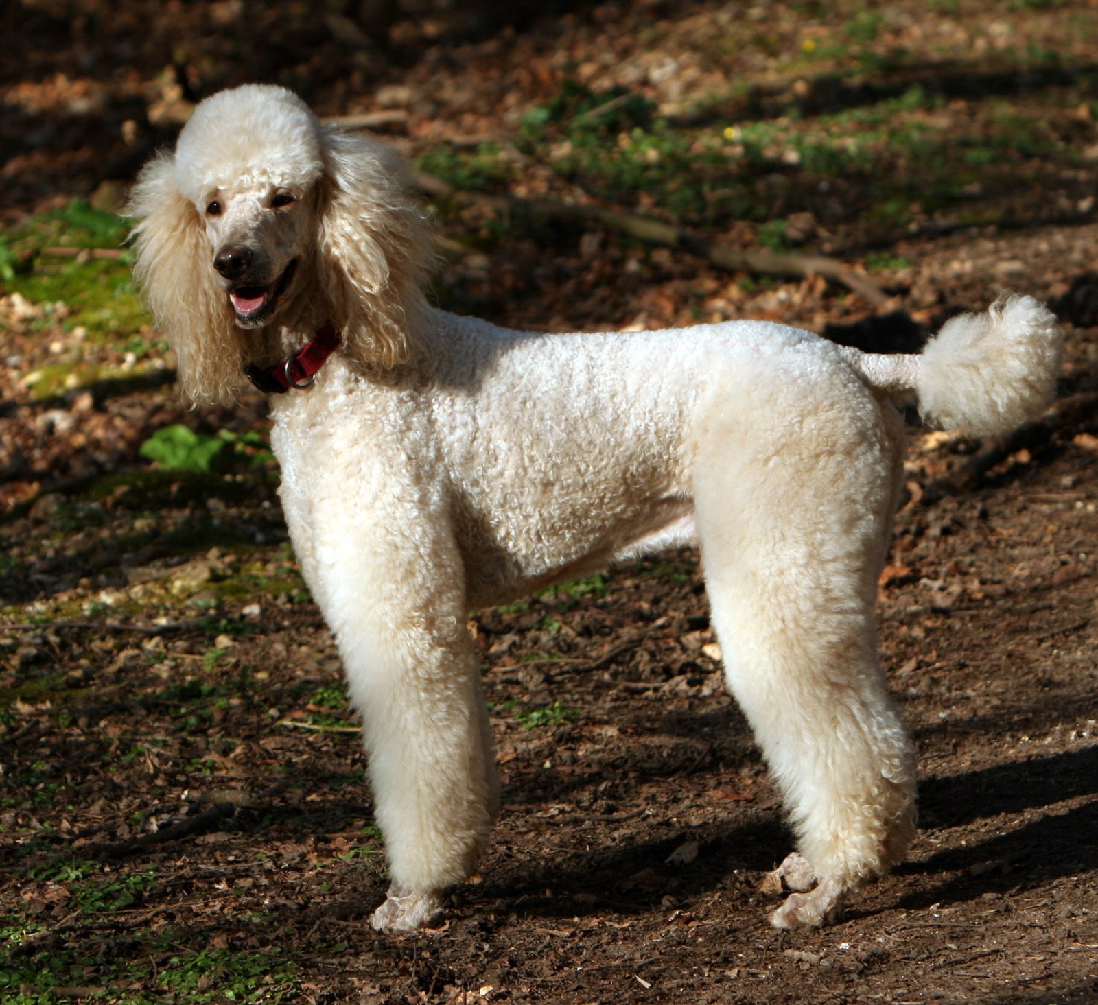 9. Standard Poodle - The Intelligent Companion (image credits: wikimedia)